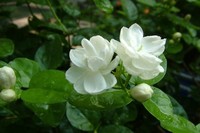 *1.99$ Free Shipping * Min.order is $7.99  (mix order) 20 Seeds DIY Beautiful Jasmine, Jasmine flower seeds Home & Garden A++