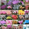 Min.order is $7.99 (mix order) 10 Packs Butterfly Orchid Flower Seeds Phalaenopsis amabilis 100 pcs/lot mix-colors  A++