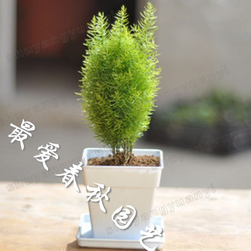 2013 the new special offer. Four seasons evergreen pine seedlings goatswool office desk goatswool bonsai size(China (Mainland))