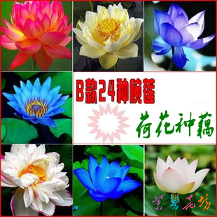 Water to keep hydrophyte plant bowl lotus nelumbo nucifera lotus b 24(China (Mainland))