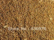 S S cafe Vietnam L1 Natural drying 18 Wheat flavor 10 KG coffee green bean