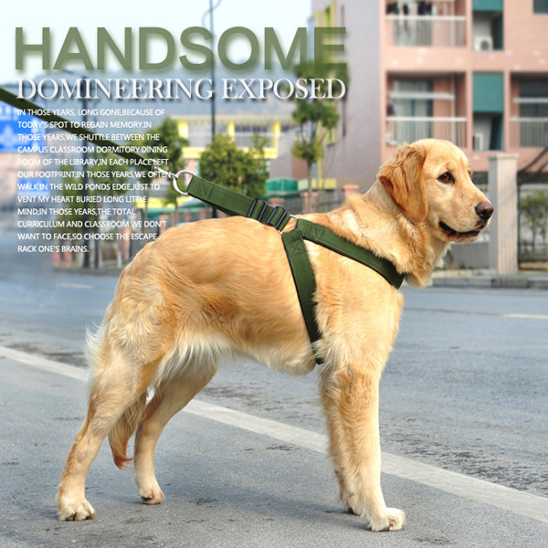 why do golden retrievers eat everything how can i stop my digging up my lawn why do dogs eat their in the winter why do golden retrievers eat everything how can i stop my digging up my lawn why do dogs eat their in the winter