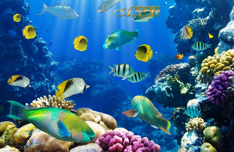 Tropical Fish Coral Reef Picture