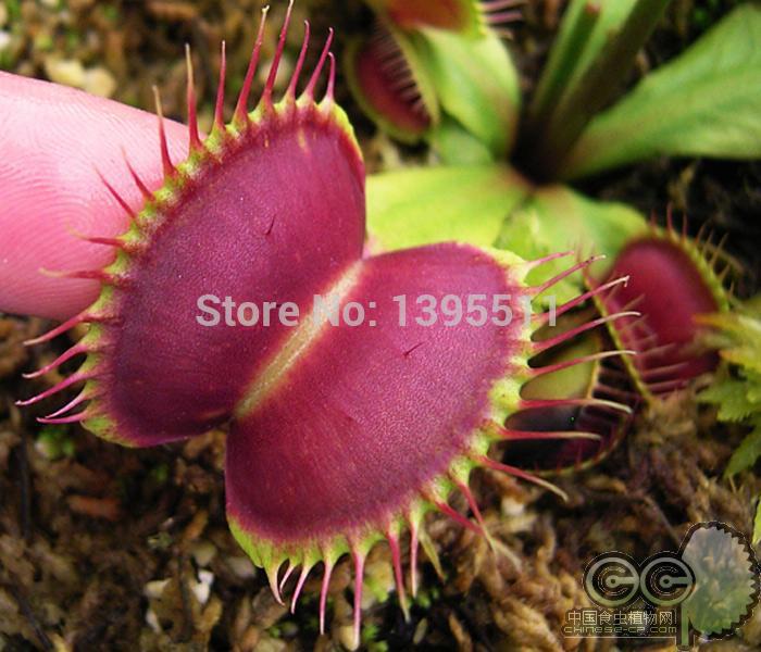 100 pcs Dionaea Muscipula Seeds send 100Succulent lithops as gift Potted Insectivorous Plant Seeds Giant Clip