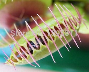 100 pcs Dionaea Muscipula Seeds send 100Succulent lithops as gift Potted Insectivorous Plant Seeds Giant Clip