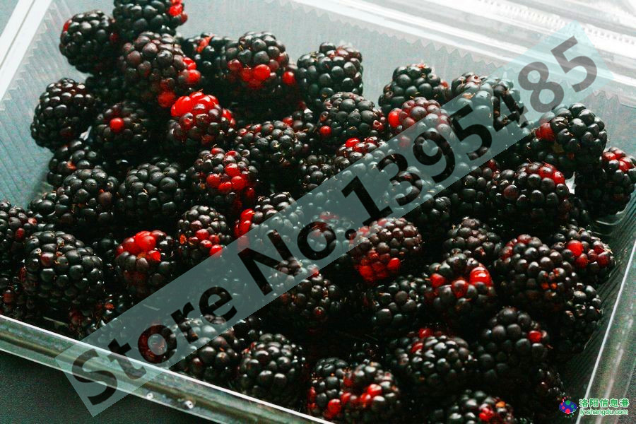 Free shipping 4 kinds of color 4000 PCS raspberry seeds 1000 blue 1000black 1000 red 1000