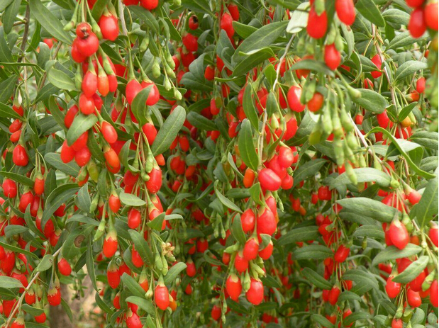 5A goji Chinese wolfberry medlar bags in the herbal tea Health tea goji berries Gouqi berry