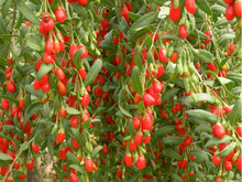 5A goji  Chinese wolfberry medlar bags in the herbal tea Health tea goji berries Gouqi berry organic food