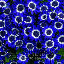 Free Shipping 50 Blue Daisy ,English species ,easiest growing flower, hardy plants flower seeds exotic ornamental flowers