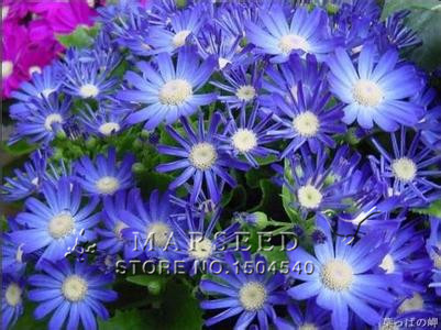 Free Shipping 50 Blue Daisy English species easiest growing flower hardy plants flower seeds exotic ornamental