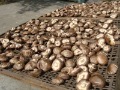wholesale Dried Fruit mushroom ,buttom mushroom shiitake, Planted in The mountains