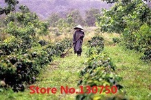 Free Shipping Vietnam The Coffee Beans Arabica A Green Coffee Beans the Natural Slimming Green Coffee