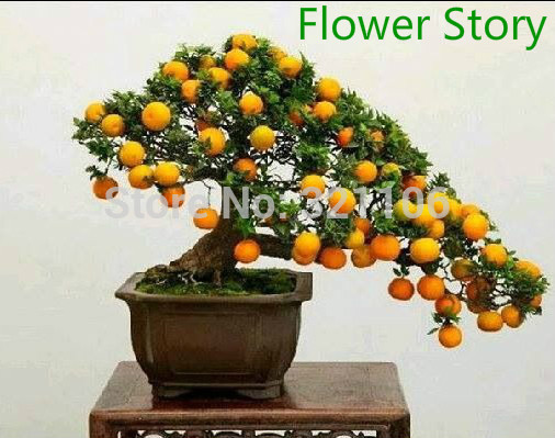 20 Mini Potted Edible Orange Bonsai Seeds Fragrant Ornamental Fruit Easy growing