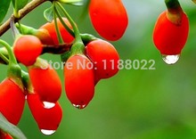 Atacado 2015NEWEST hot sale top grade 1000g1kg dried Goji Berries Goji berry Wolfberry medlar Tea