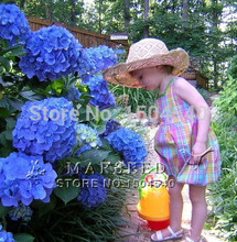 10 Blue Hydrangea Flower seeds,beautiful color ,wedding party flower plant