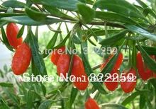 GREENFIELD 500g 2015 NEW CROP Chinese Ningxia Organic Goji Berry Wolfberry Chinese Medlar Dried Goji