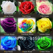 FREE-SHIPPING-1800-Seeds-Rose-Seeds-Include-Pink-Black-White-Red-Purple-Green-Yellow-Blue-Colors.jpg_220x220.jpg