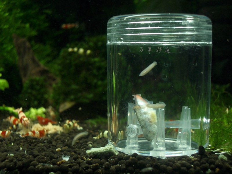 2-pcs-Worm-Trap-Turbellarian-Trap-Leech-Collect-for-Fish-Tank-Shrimp-Tank-Aquariums-FREE-SHIPPING.jpg