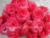 Simulation flowers rose head / silk flower / decorative flower