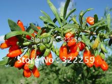  GREENFIELD Dried Goji Berries 500g Pure 2 250g Goji Berry Ningxia Wolf Berry Goji Herbal